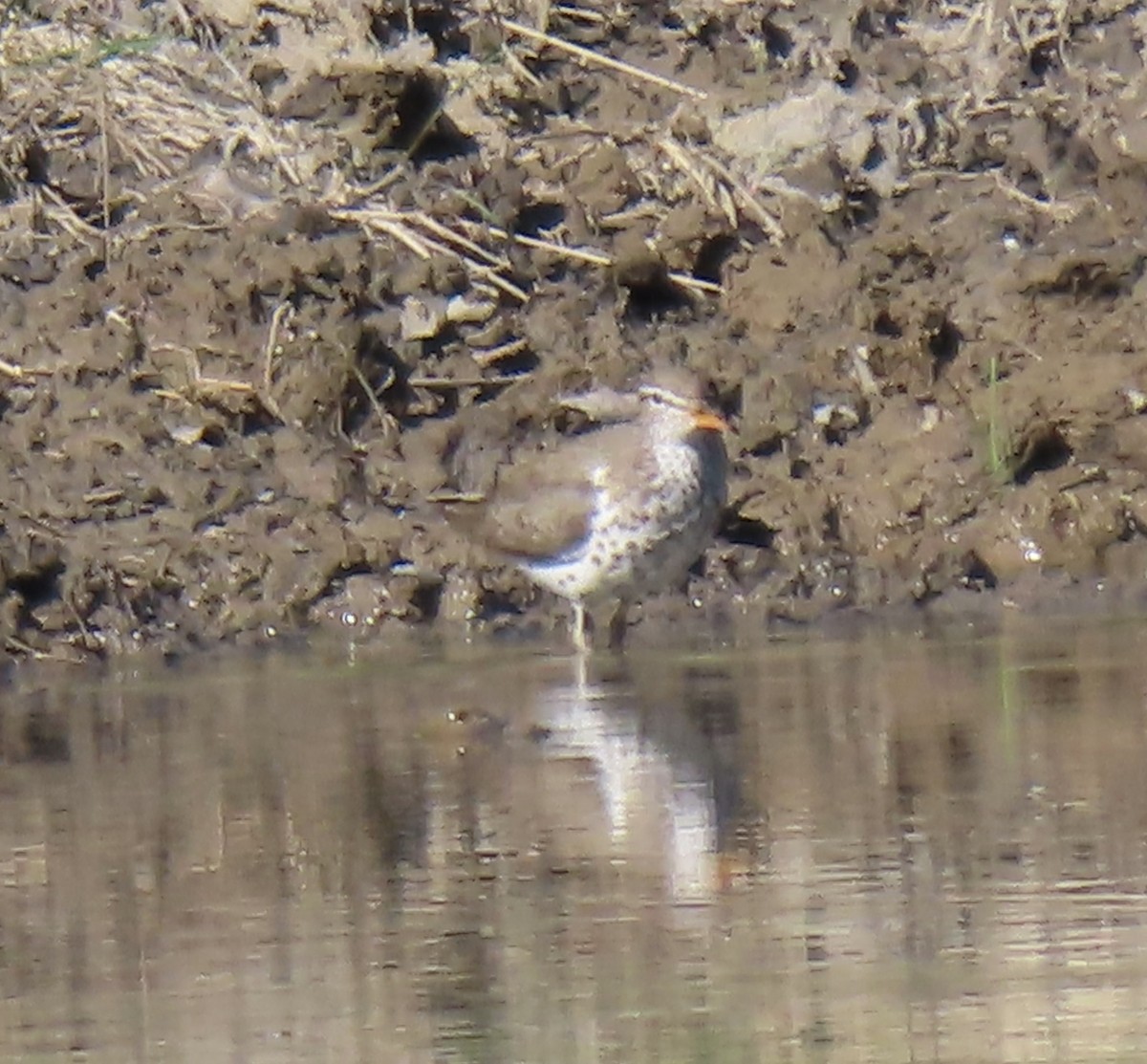 Spotted Sandpiper - Charlotte (Charlie) Sartor