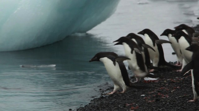 Adelie Penguin - ML455050