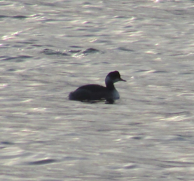 Eared Grebe - ML45505001