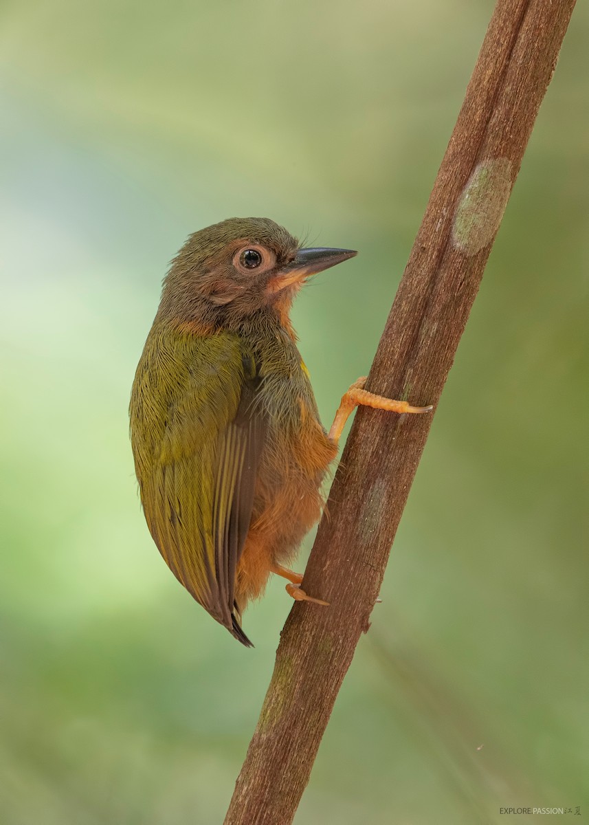 Rufous Piculet - Wai Loon Wong