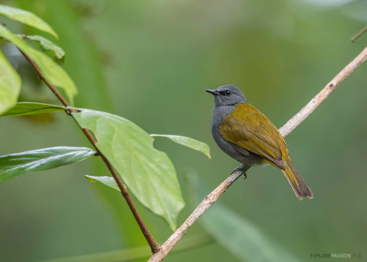 Gray-bellied Bulbul - ML455051561