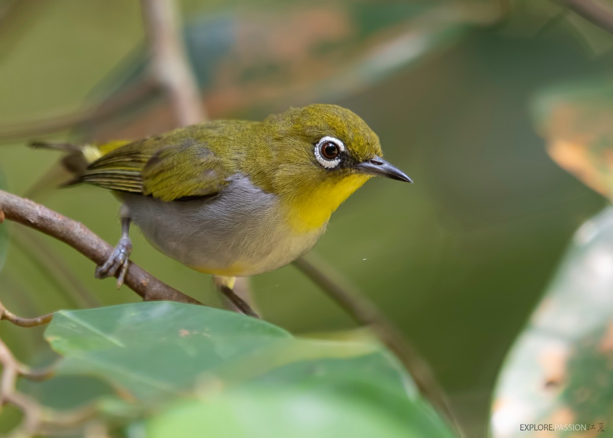 Hume's White-eye - ML455051691