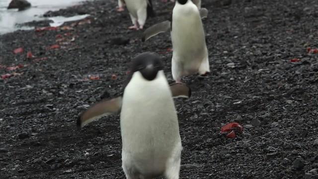 Adelie Penguin - ML455052