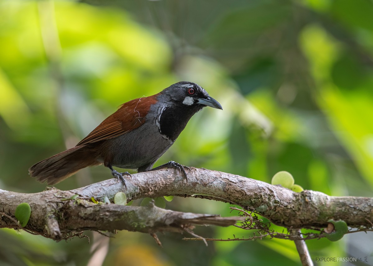 Black-throated Babbler - Wai Loon Wong