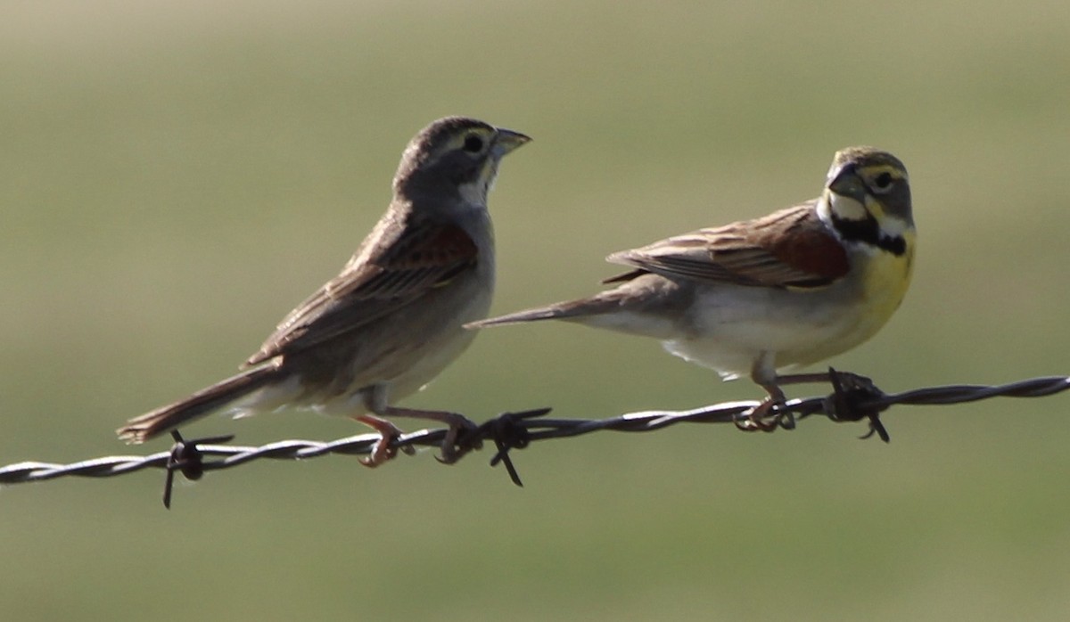 Dickcissel - ML455052101