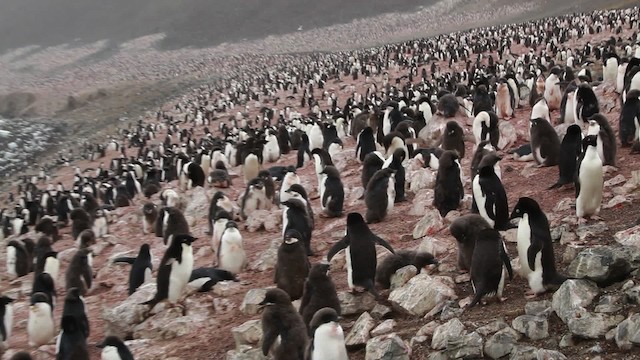 Adelie Penguin - ML455053