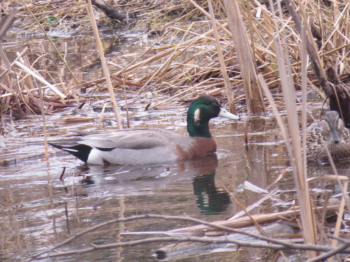 Hybride Canard d'Amérique x C. colvert - ML455053271