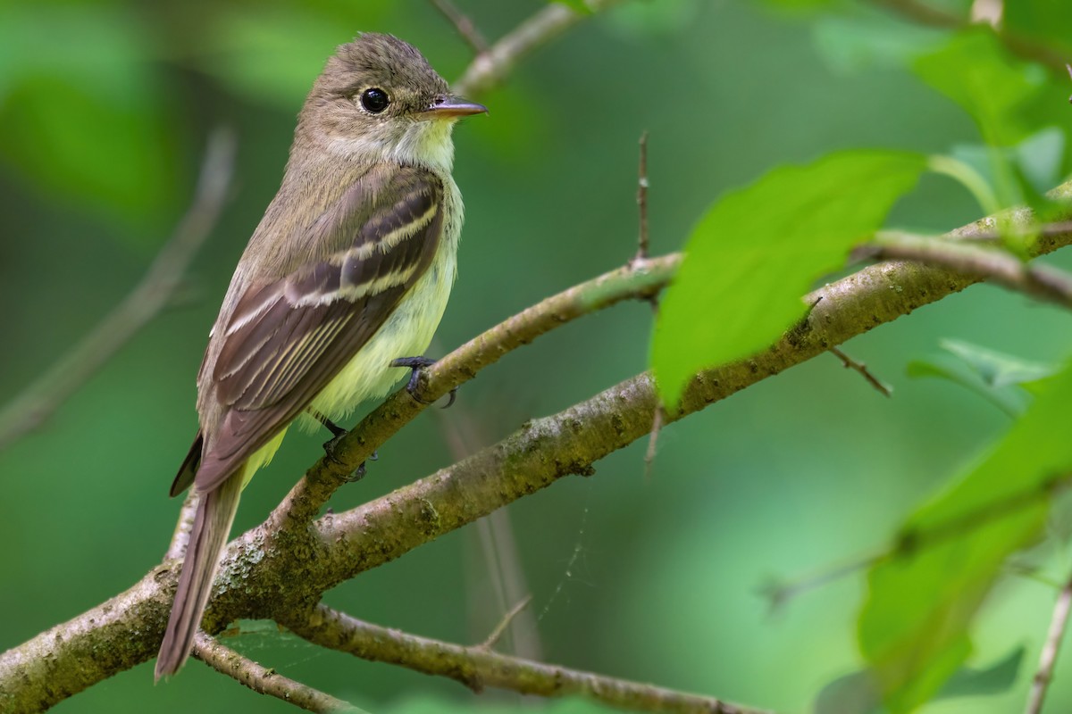 Acadian Flycatcher - ML455053351