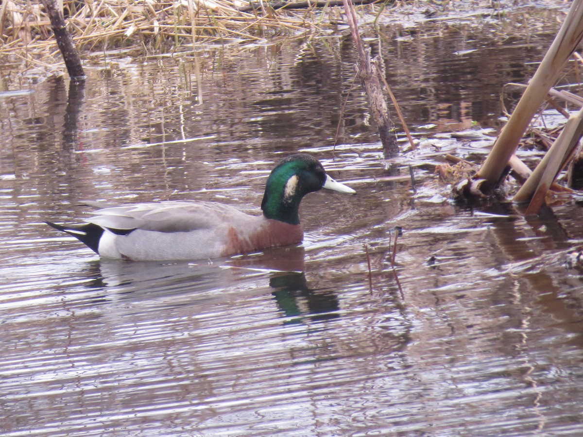 Hybride Canard d'Amérique x C. colvert - ML455053551