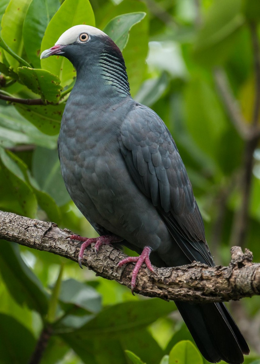 Pigeon à couronne blanche - ML45505371