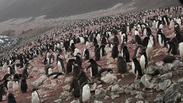 Adelie Penguin - ML455054