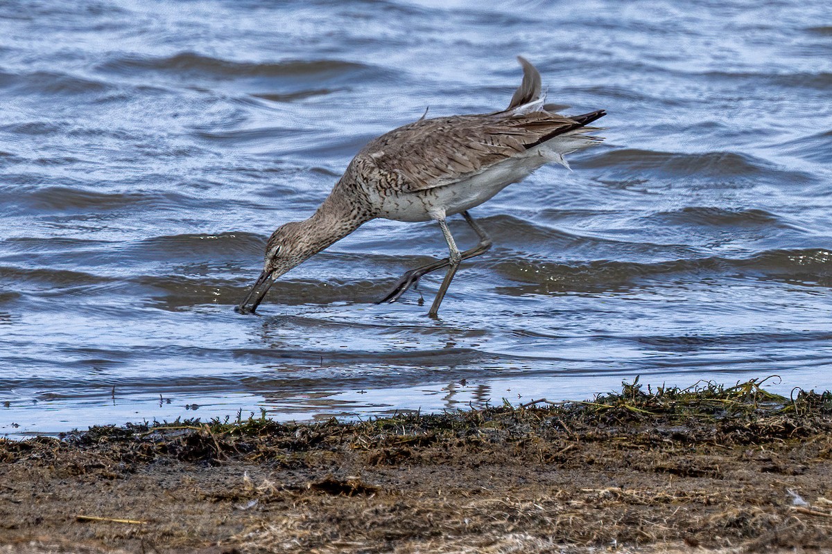 Willet - Andrew Hart