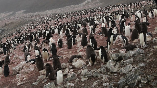 Adelie Penguin - ML455055