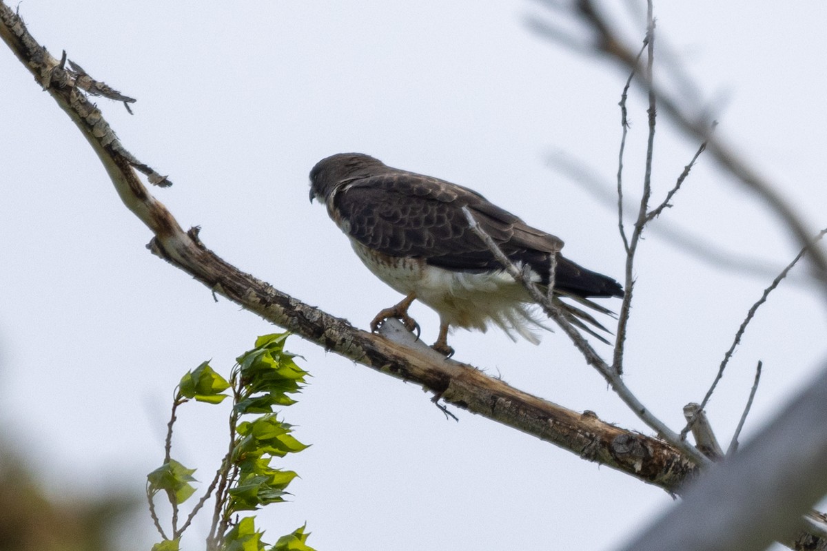 Swainson's Hawk - ML455055171