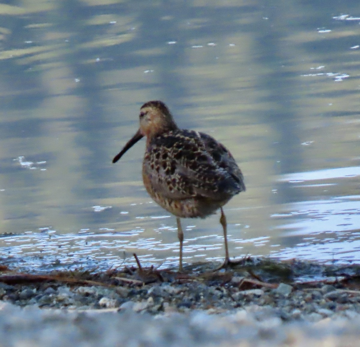 Short-billed Dowitcher - ML455055411