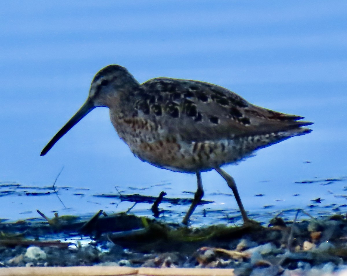 Short-billed Dowitcher - ML455055451