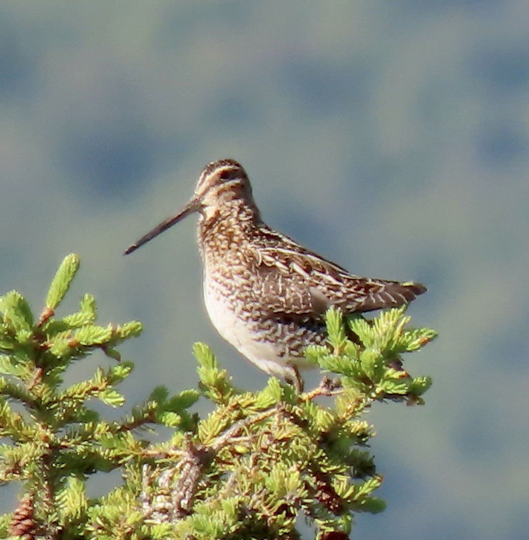 Wilson's Snipe - ML455055711