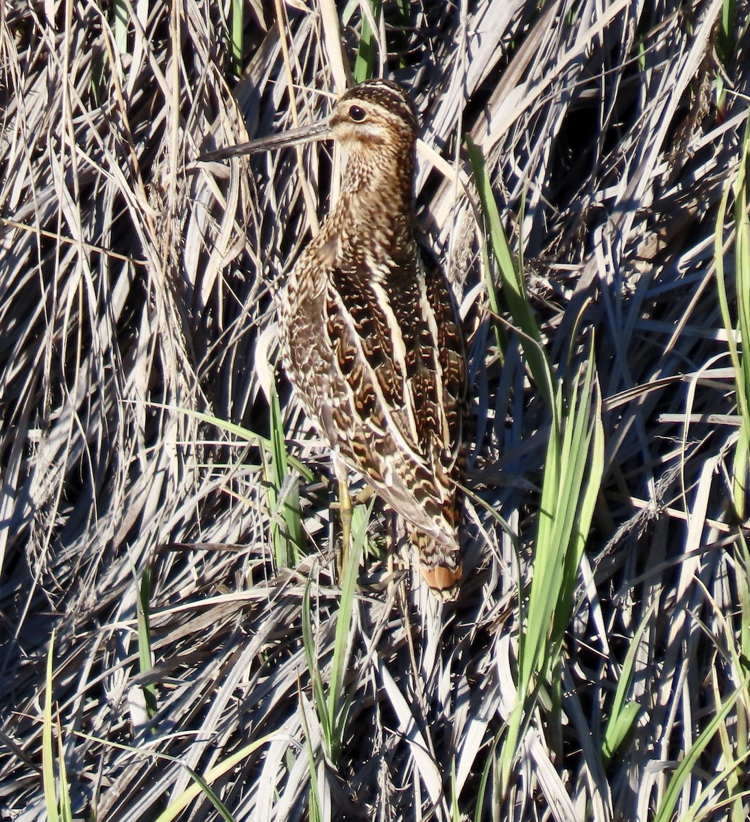 Wilson's Snipe - ML455055791