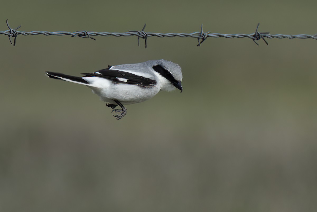 Loggerhead Shrike - ML455055831