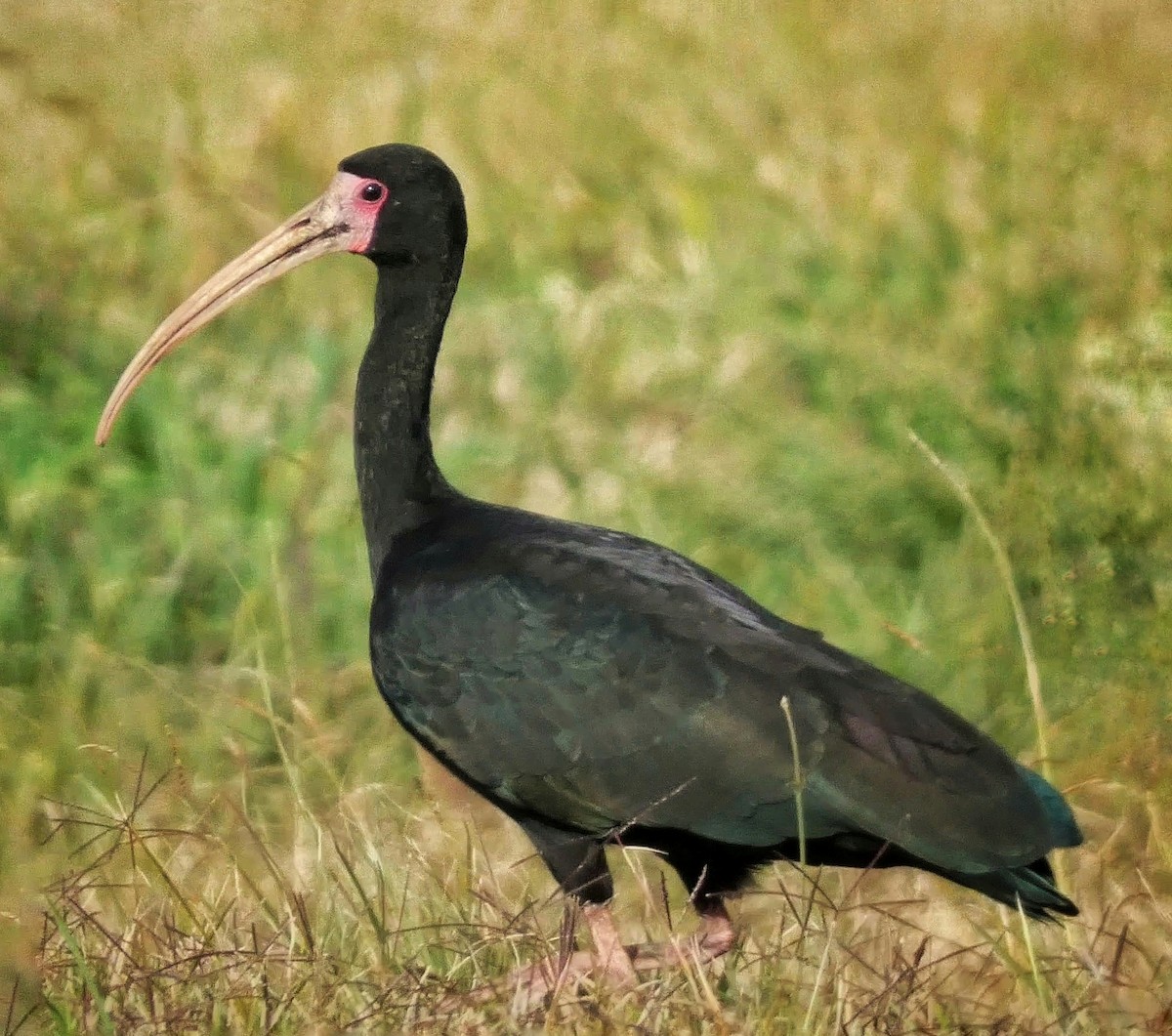 Ibis à face nue - ML455056391