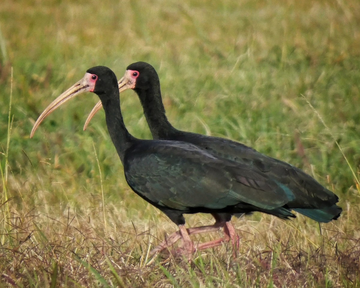 Ibis à face nue - ML455056451