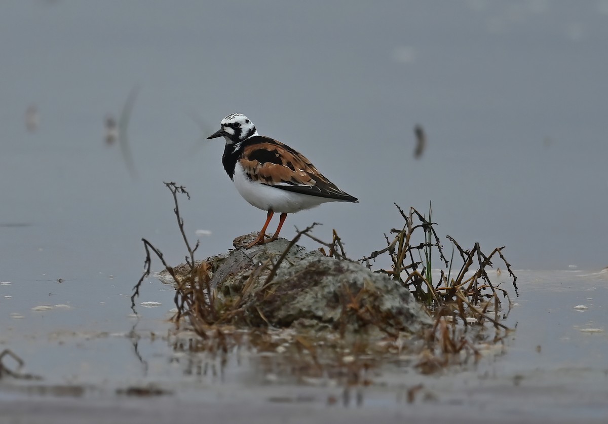 Ruddy Turnstone - Raymond Ladurantaye