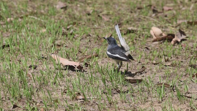 Oriental Magpie-Robin (Oriental) - ML455057381