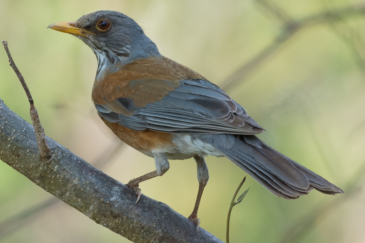 Rufous-backed Robin - ML455057741