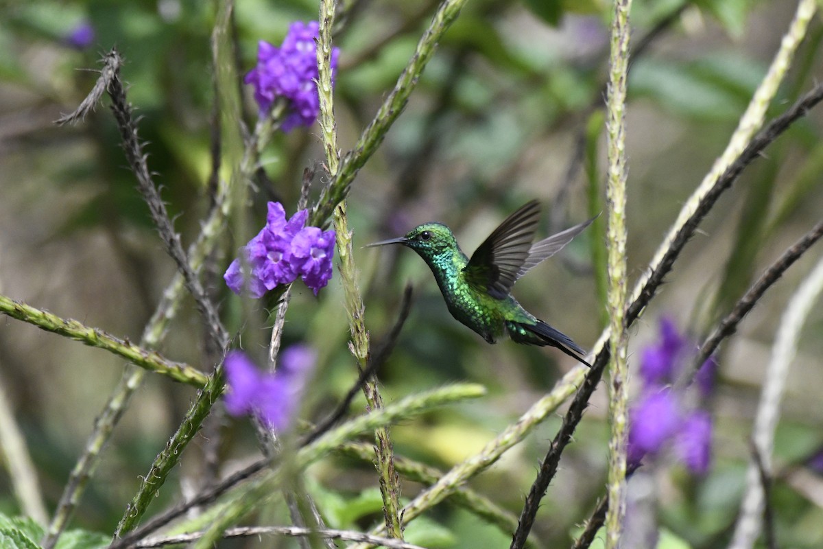 Garden Emerald - Doug Vine