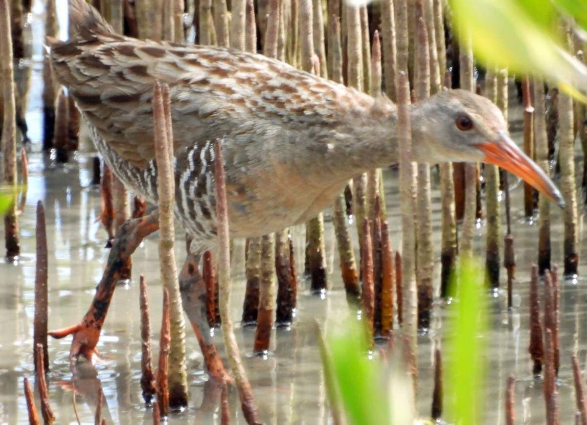 Mangrove Rail - ML455059901