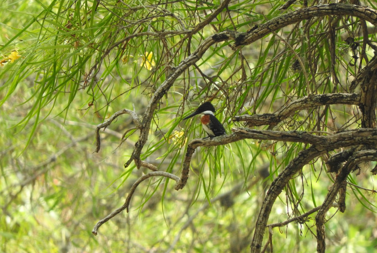 Green Kingfisher - ML455060111