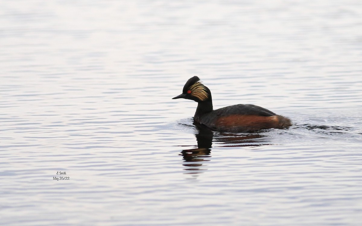 Eared Grebe - ML455060281