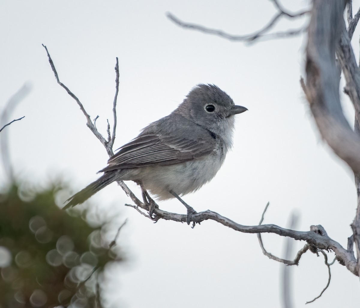 Gray Vireo - ML455060481