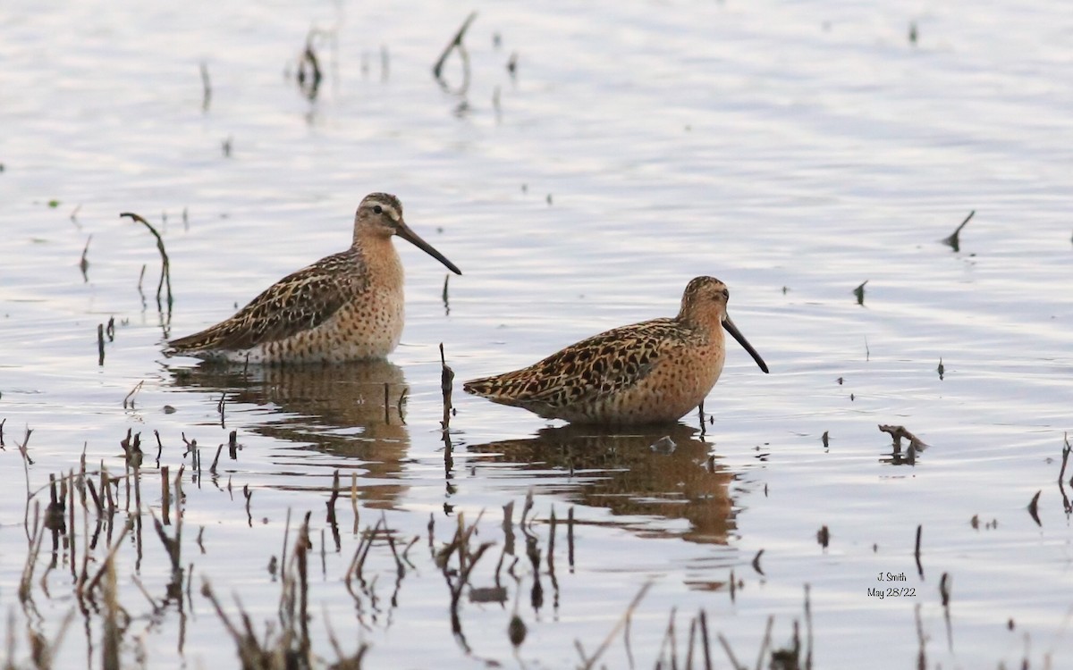 Short-billed Dowitcher - Joanne Smith