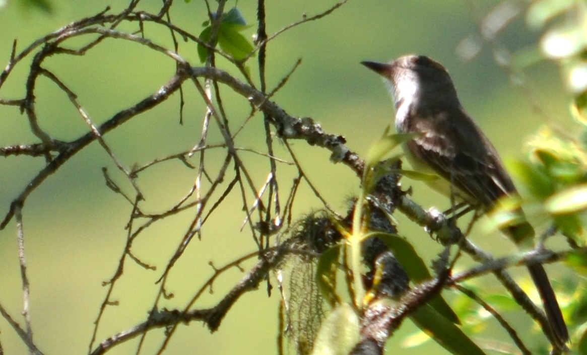 Brown-crested Flycatcher - Viviana Fuentes