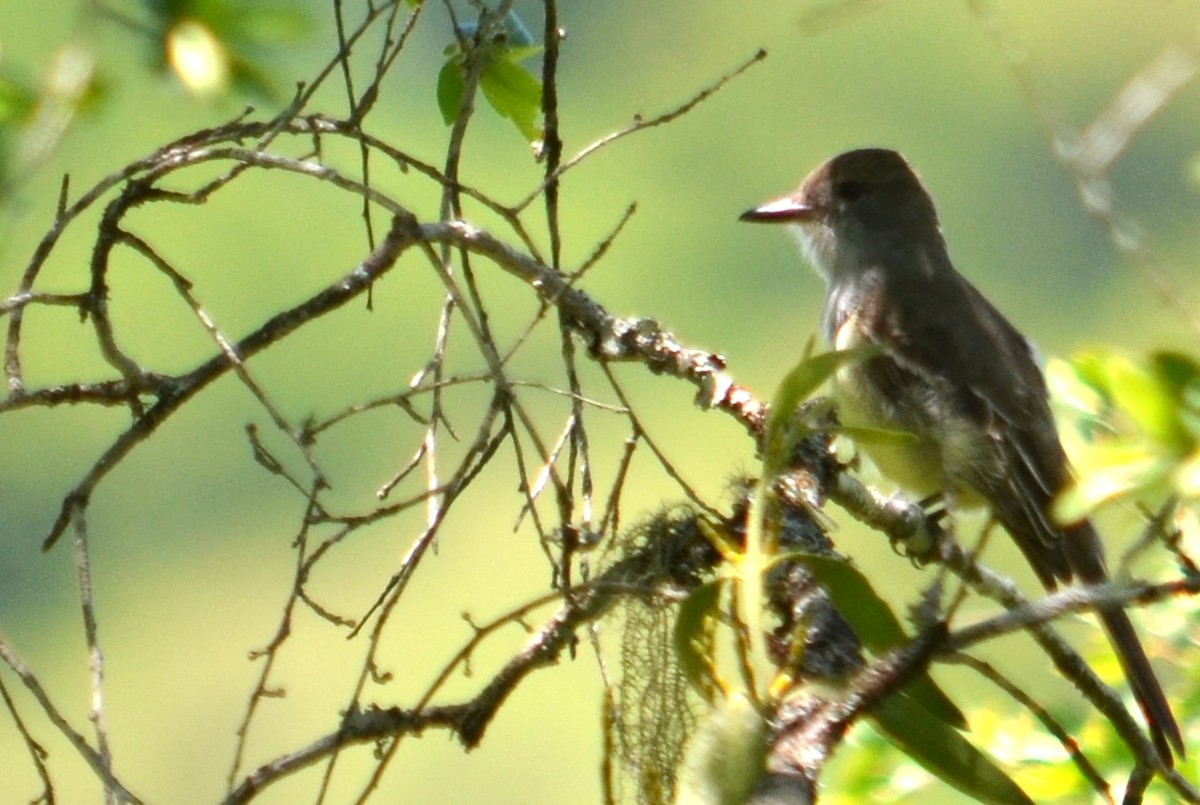 Brown-crested Flycatcher - ML455061221