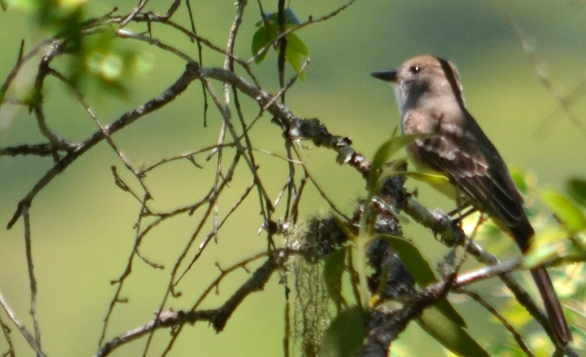 Brown-crested Flycatcher - ML455061231