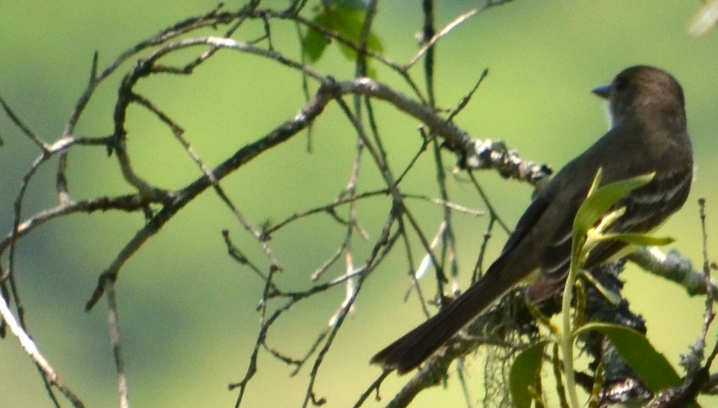 Brown-crested Flycatcher - Viviana Fuentes