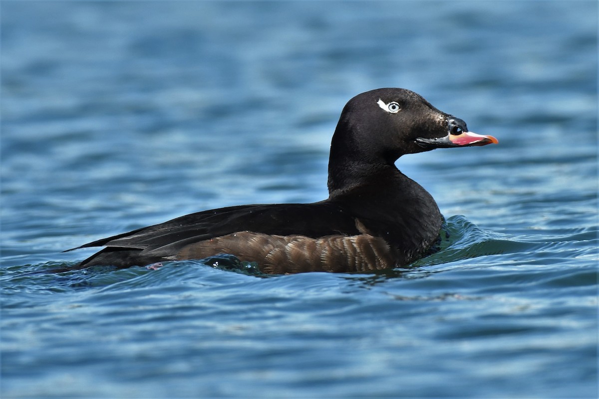 White-winged Scoter - ML455061771