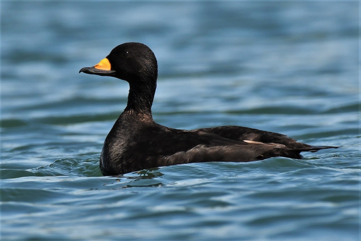 Black Scoter - ML455061801