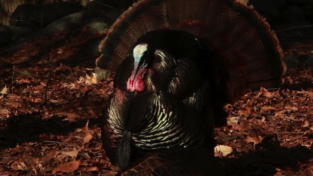 Wild Turkey - ML455062