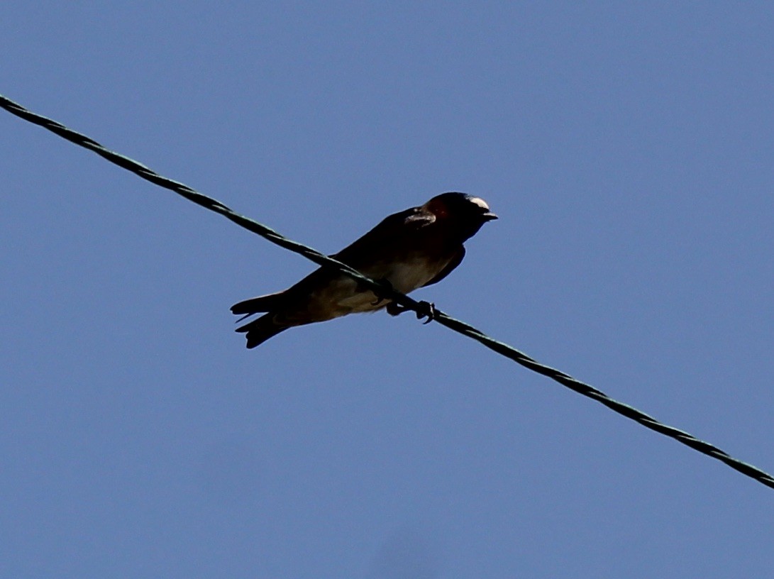 Cliff Swallow - ML455062451