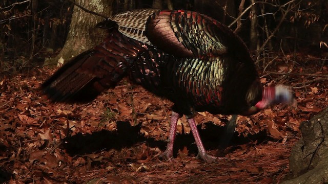 Wild Turkey - ML455063