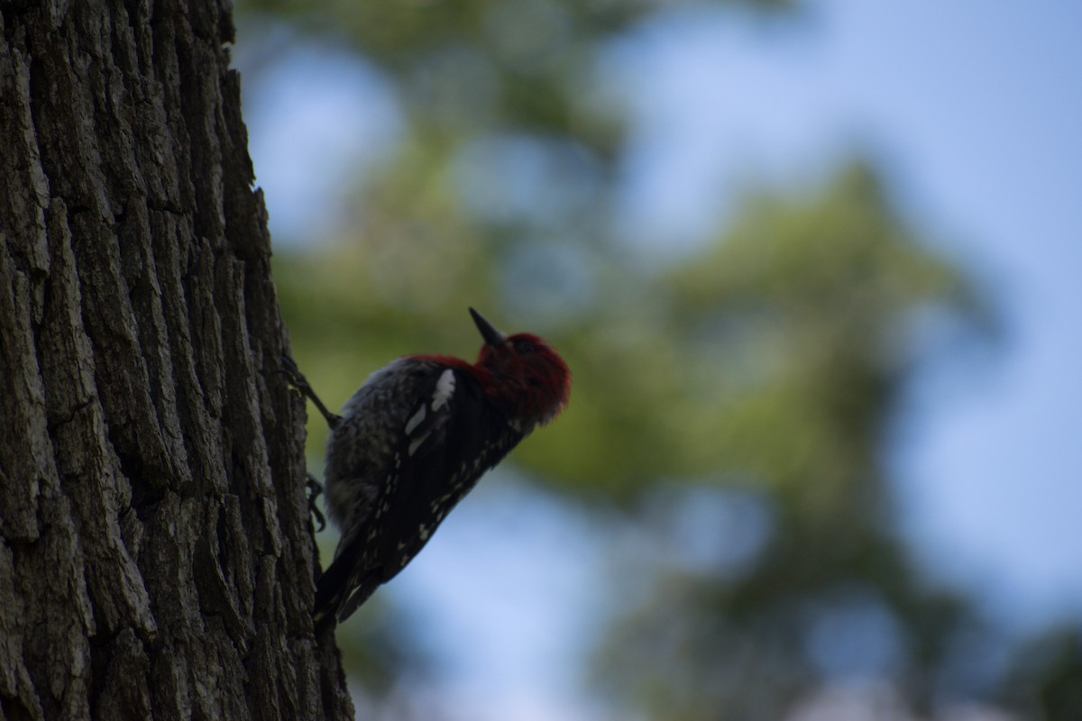 Red-breasted Sapsucker - ML455063321