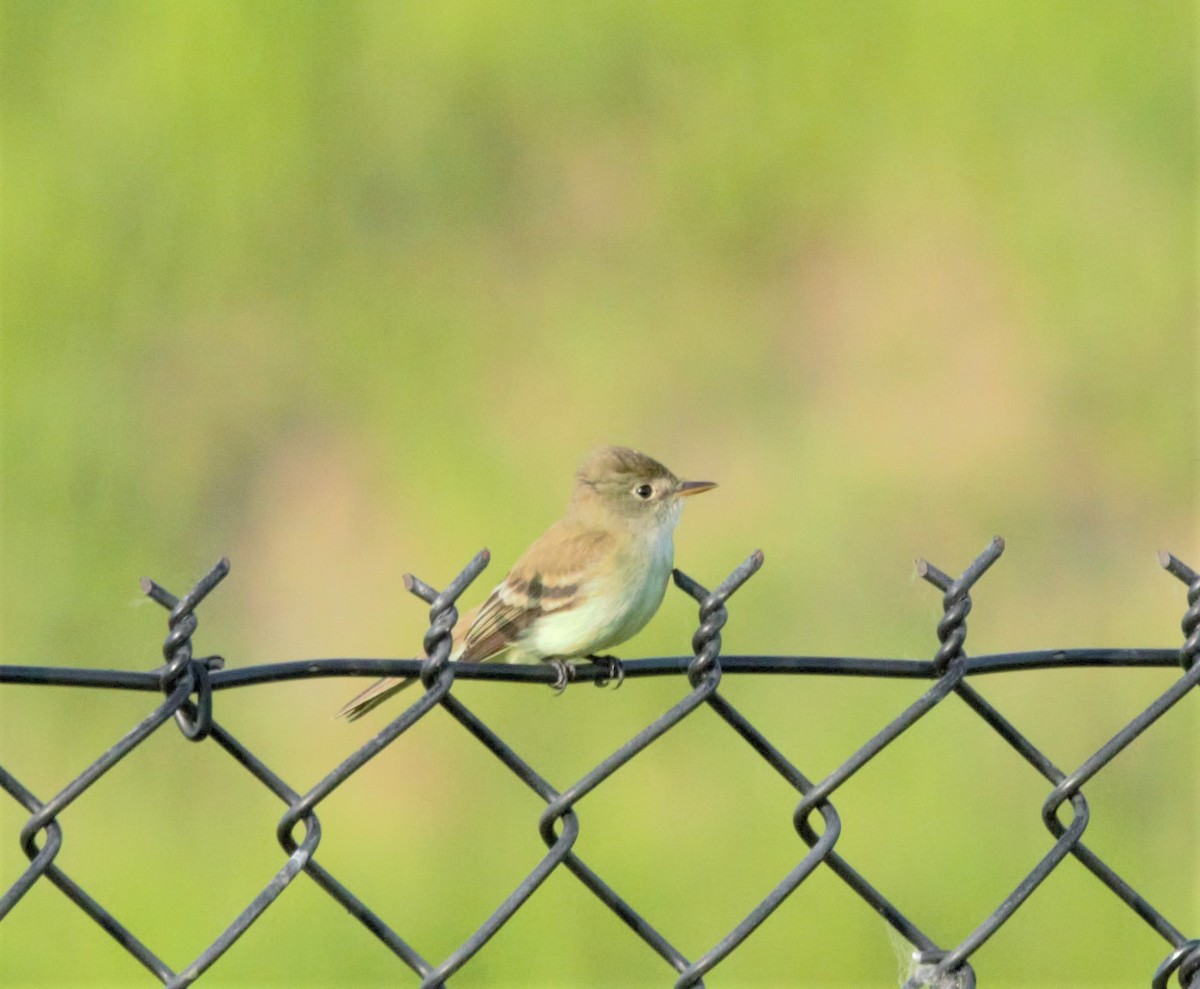 Willow Flycatcher - ML455064381