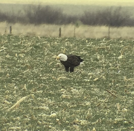 Pygargue à tête blanche - ML45506451