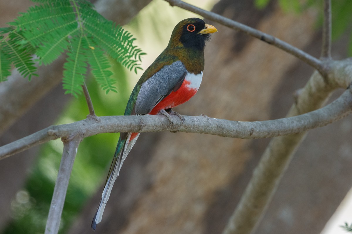 Elegant Trogon - Juan Miguel Artigas Azas