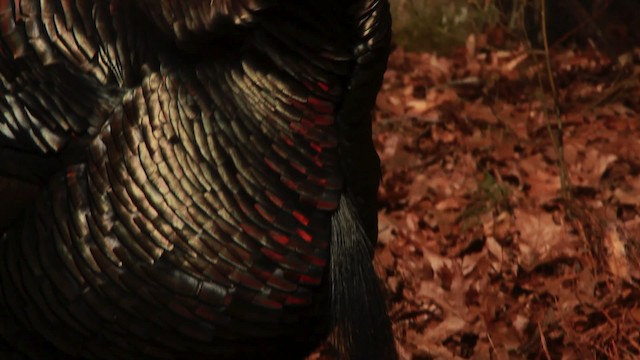 Wild Turkey - ML455065