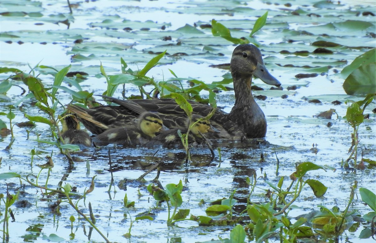 American Black Duck - ML455065671