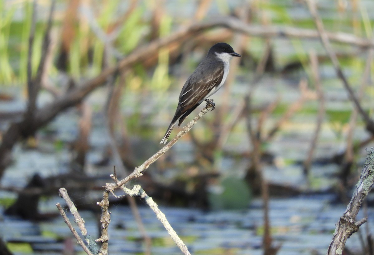 Schieferrücken-Königstyrann - ML455065801